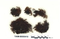 藏品(刺葉檜苔)的圖片